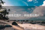 倒插莲花图片，倒挂莲花图片